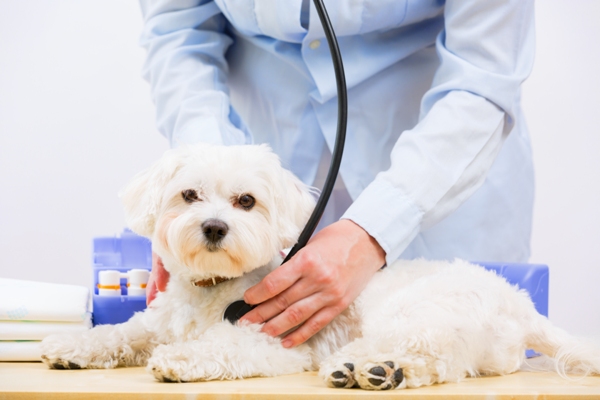 Buying Pet Insurance policy